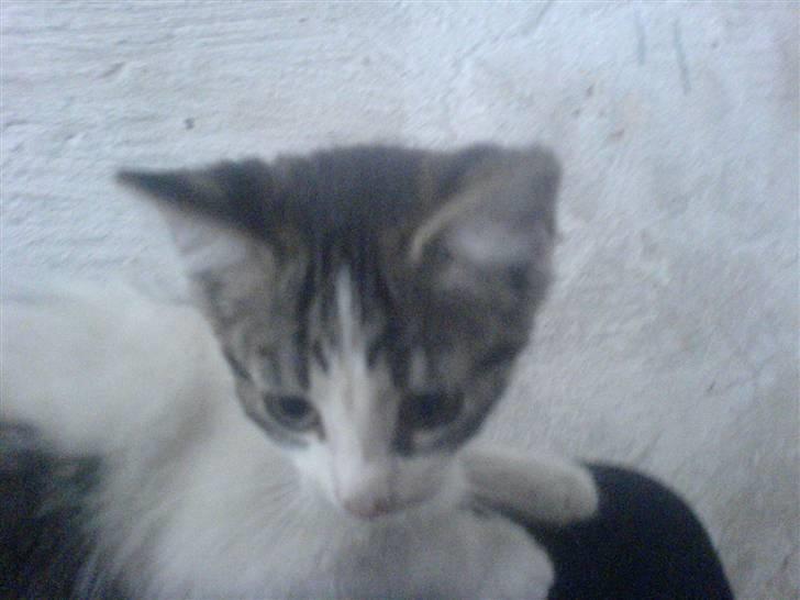 Blanding af racer Holly<3 - Var det lige Rocky og hendes bold der?? billede 5