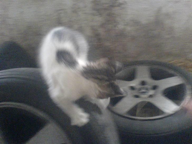 Blanding af racer Holly<3 - Nu må jeg ikke falde ned ikke falde ned billede 8