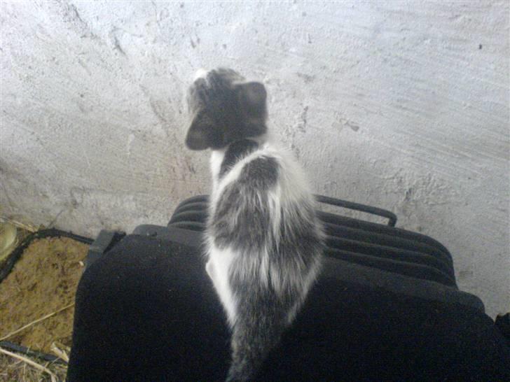 Blanding af racer Holly<3 - var det lige en flue<3 billede 9