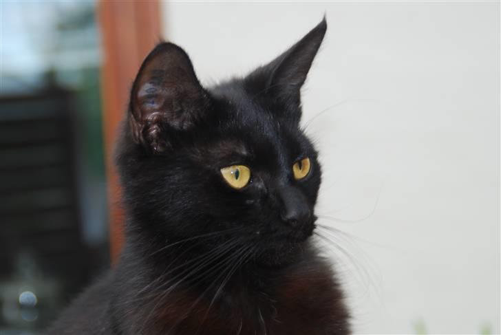 Huskat Sandi - Sandi - den opmærksomme ;) billede 1