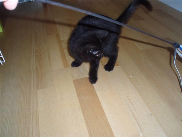 Huskat Sandi - Her ses Sandi, og ja hun er legesyg. 12 uger billede 3