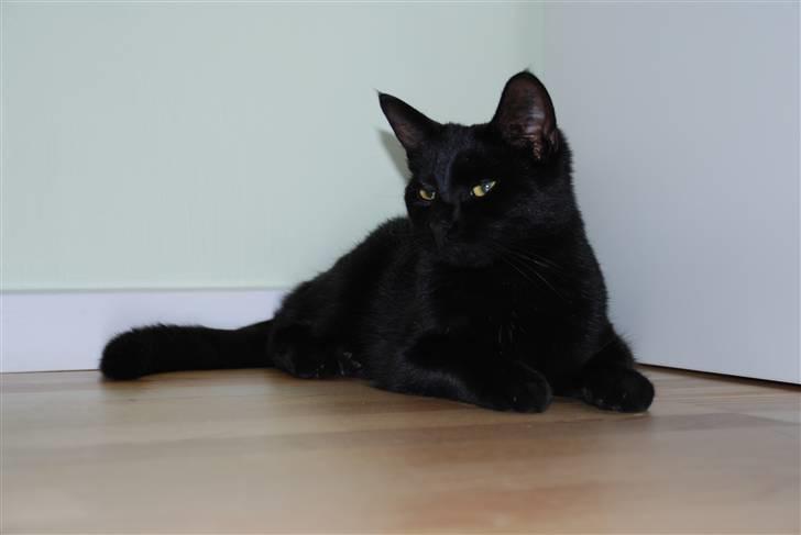 Huskat Sandi - Stadig opmærksom <3 billede 4