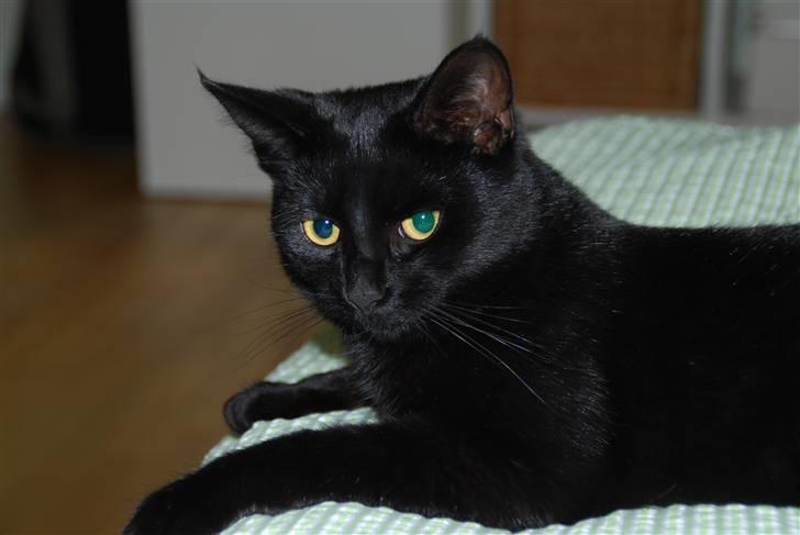 Huskat Sandi - Smukke Sandi billede 5