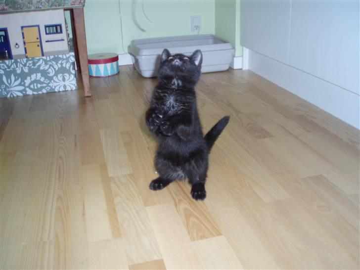 Huskat Sandi - Hun elsker at lege og er mega livlig. 12 uger billede 6