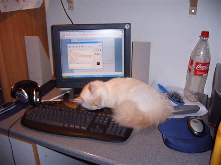 Huskat Mars - Mars er vild med computer billede 1