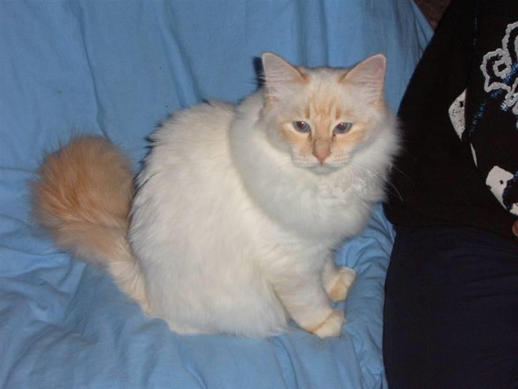 Huskat Mars - Mars sat op billede 3