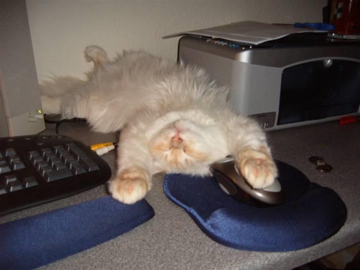 Huskat Mars - Mars favorit sovested billede 4