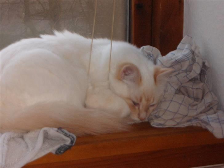 Huskat Mars - Mars sover de mærkeligste steder billede 5