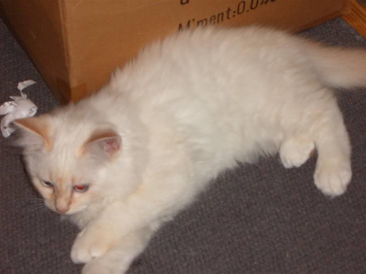 Huskat Mars - Mars som killing billede 6