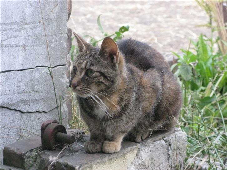 Huskat Vilddyret † R.I.P † billede 11