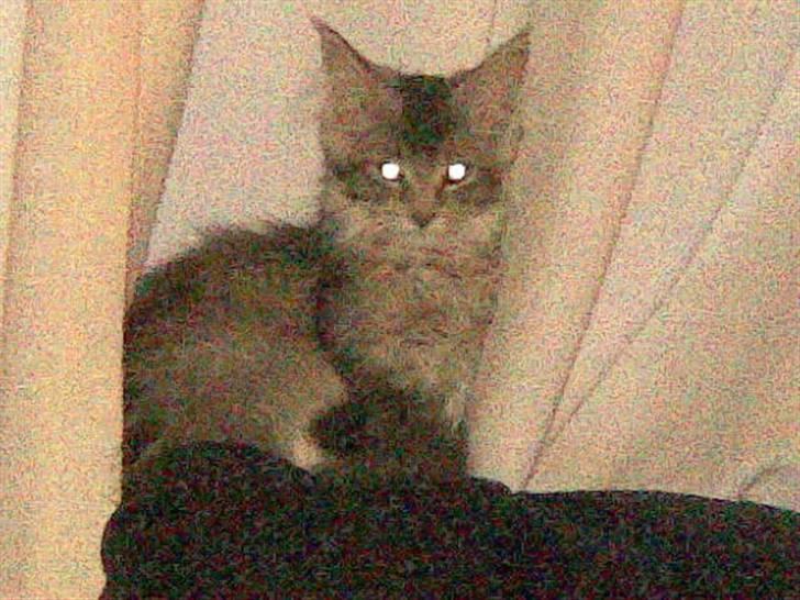 Maine Coon Soffie billede 1