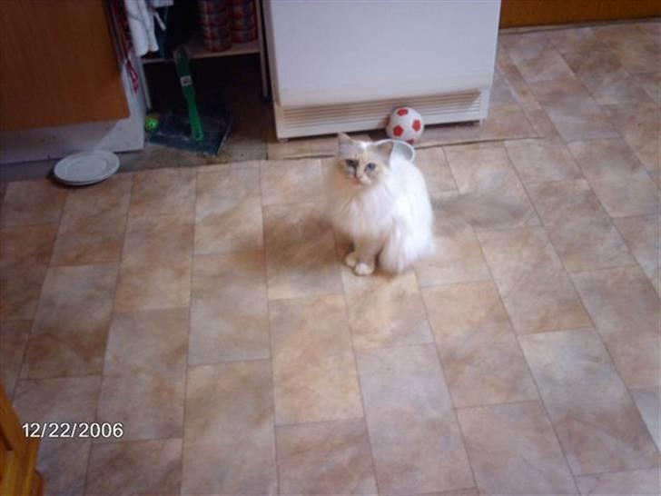 Huskat Tulle Og Hendes Killinger - Tulle i køkkenet billede 1