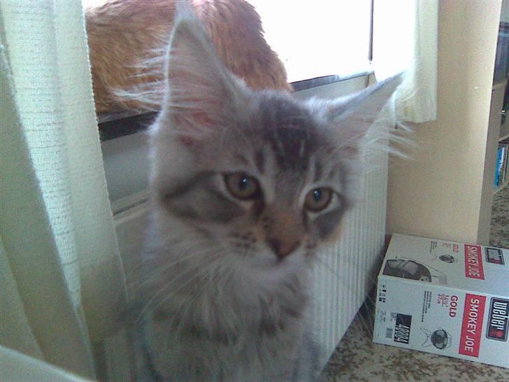 Maine Coon Soffie billede 2