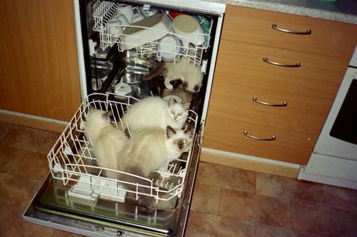 Huskat Tulle Og Hendes Killinger - Tulle og Killingerne i Opvaskeren billede 2