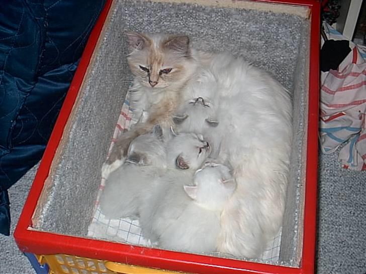 Huskat Tulle Og Hendes Killinger - Tulle og killinger i kurv billede 3