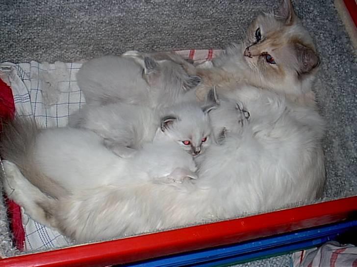 Huskat Tulle Og Hendes Killinger - Tulle i kurv med killingerne billede 4