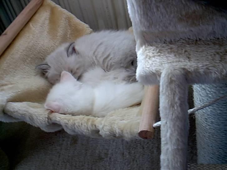 Huskat Tulle Og Hendes Killinger - Tulle sover billede 5