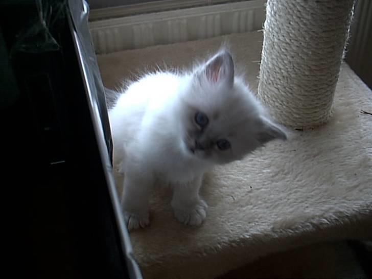 Huskat Tulle Og Hendes Killinger - Figaro En lille interesseret killing billede 6