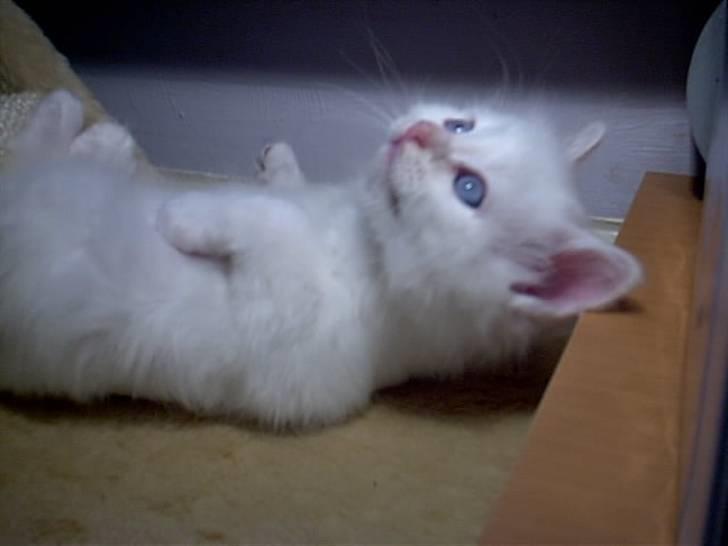 Huskat Tulle Og Hendes Killinger - Miffer En lille kælen killing billede 7