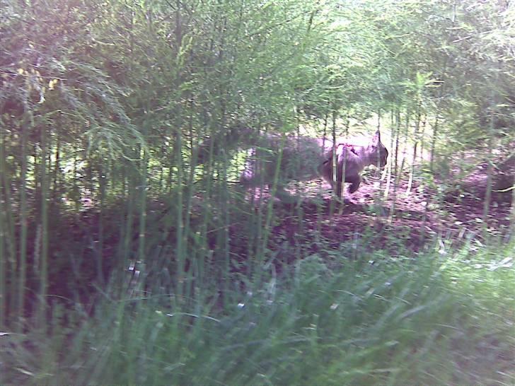 Maine Coon Soffie billede 3