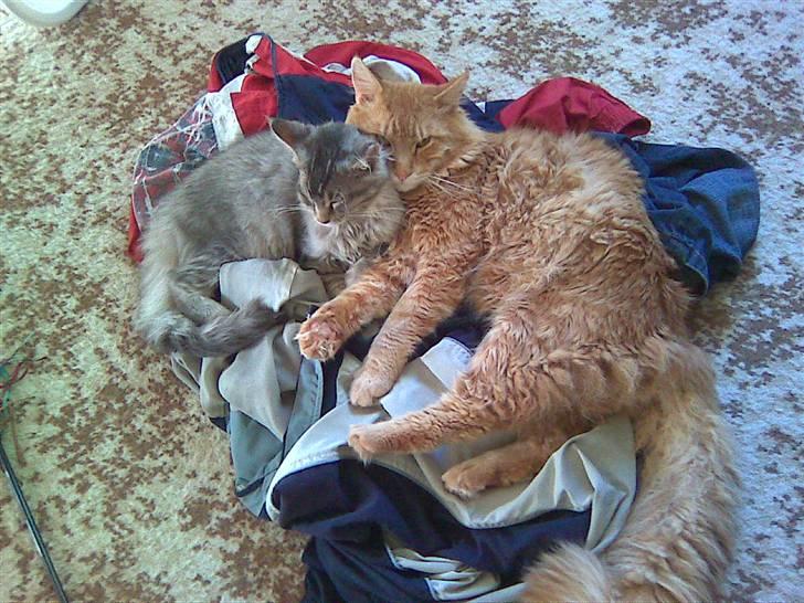 Maine Coon Soffie billede 4