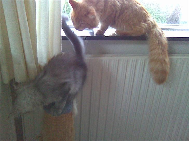 Maine Coon Soffie billede 5