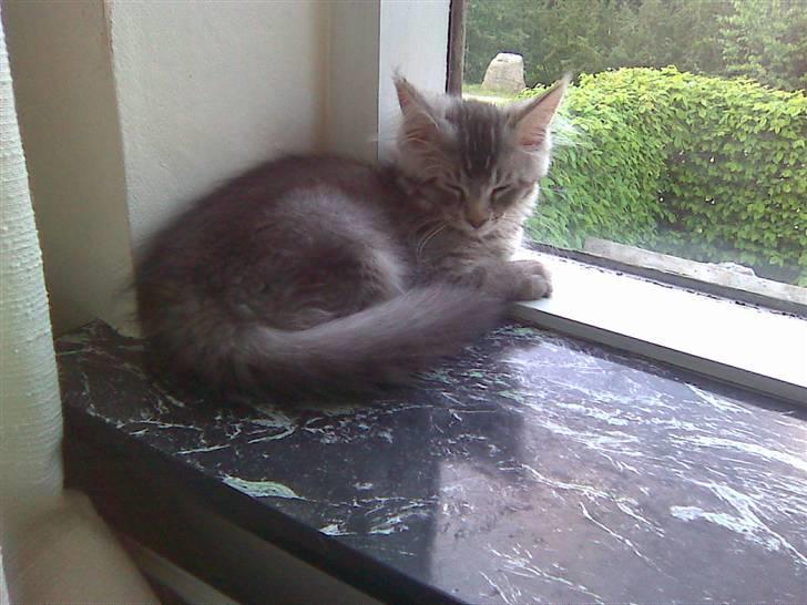 Maine Coon Soffie billede 6