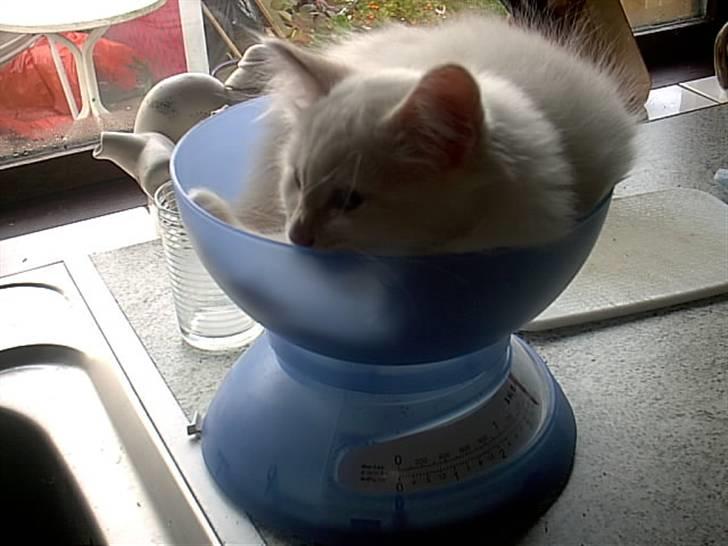 Huskat Tulle Og Hendes Killinger -  Fiffi Dooo En AF Killingene  billede 8