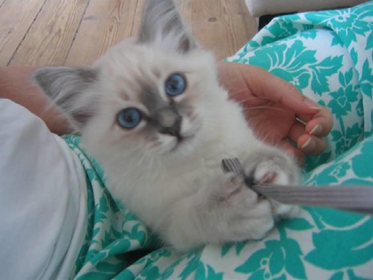 Huskat Tulle Og Hendes Killinger - Viola En Af Killingene  billede 9