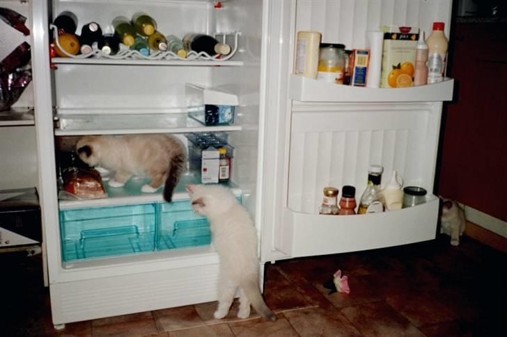 Huskat Tulle Og Hendes Killinger - Fifi Dooo,Figaro og Lady billede 10