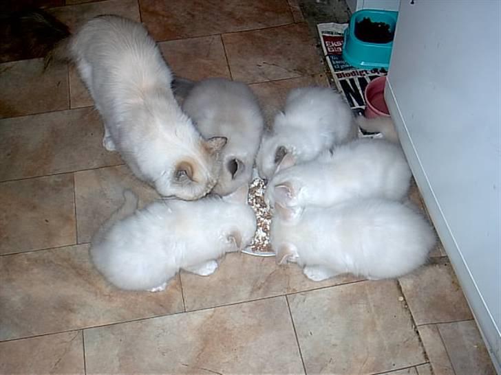 Huskat Tulle Og Hendes Killinger - alle killingene Kan Rigtig Godt Lide Mad billede 11