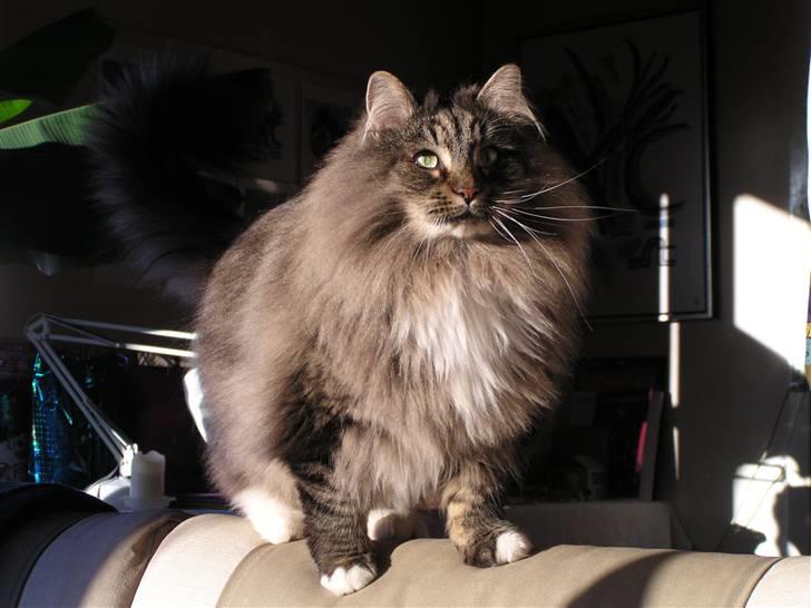 Norsk Skovkat Jessie billede 1