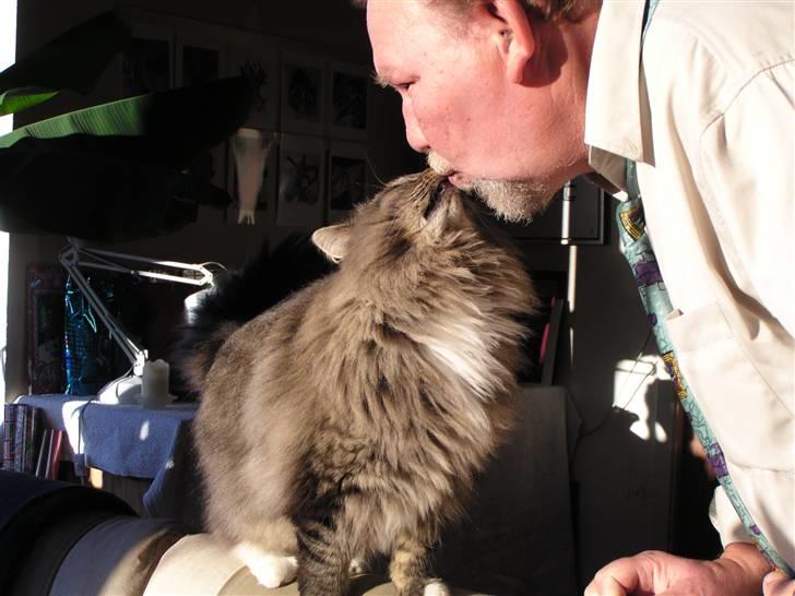 Norsk Skovkat Jessie billede 2