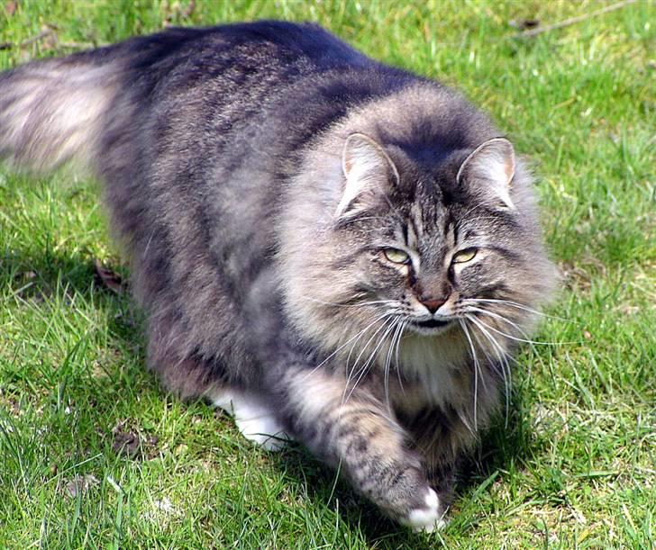 Norsk Skovkat Jessie billede 3