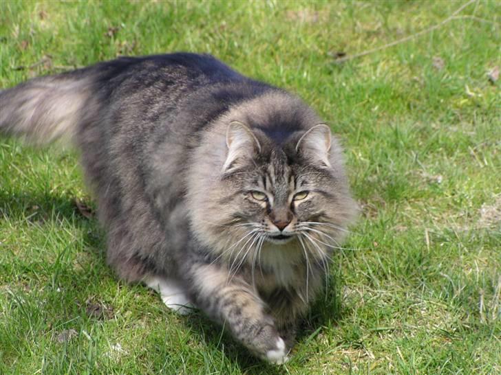 Norsk Skovkat Jessie billede 4