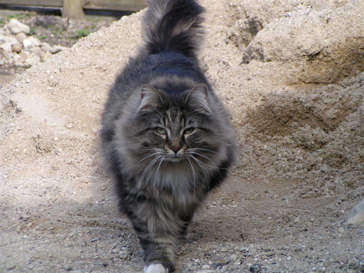 Norsk Skovkat Jessie billede 5