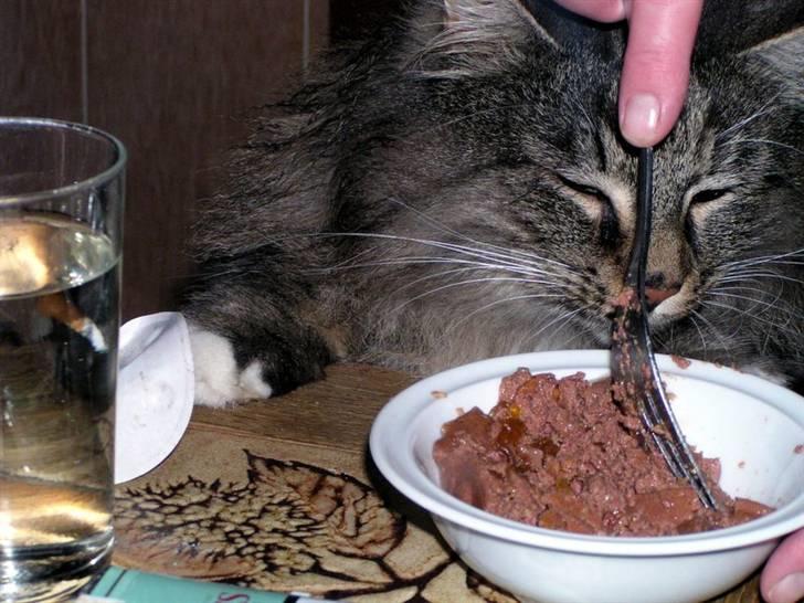 Norsk Skovkat Jessie billede 7