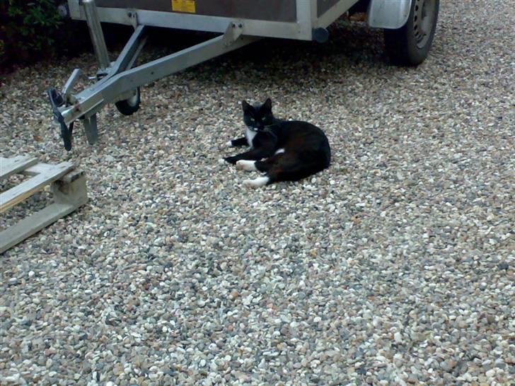 Huskat Futte - bror til manse billede 18