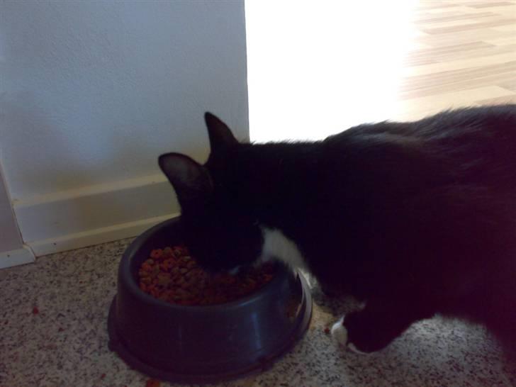 Huskat Futte - bror til manse billede 19