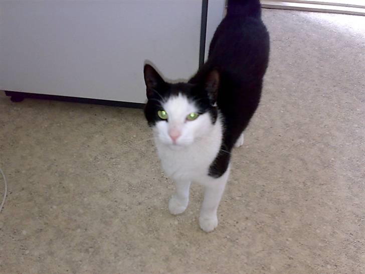 Huskat Manse - Bror til futte - haløjsa smukke billede 13