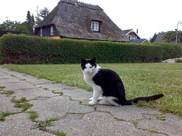 Huskat Manse - Bror til futte - jeg sider i haven og hygger billede 14