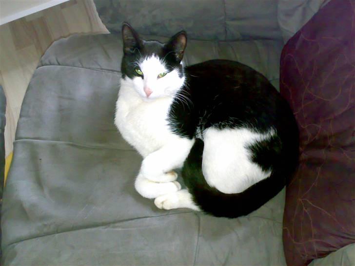 Huskat Manse - Bror til futte - hvorfor tager du helle tiden billeder bliver den der dims ikk træt af og tage billeder helle tide:P billede 15