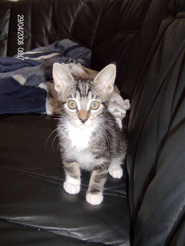 Blanding af racer bella - her venter jeg lige mens mor tager et billede af mig billede 17