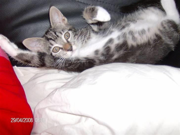 Blanding af racer bella - her ligger jeg og leger lidt med min hale og køkken rulle billede 18