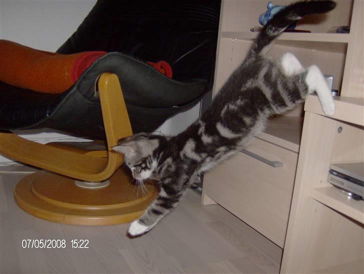 Blanding af racer bella - jeg kan springe langt billede 19