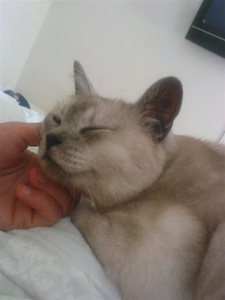 Burmilla Milo - Mmmmm.. det er godt der ;) billede 1