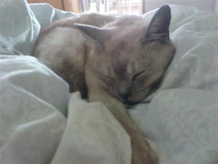 Burmilla Milo - Jeg tager lige en lur i det rene sengetøj ;) billede 2