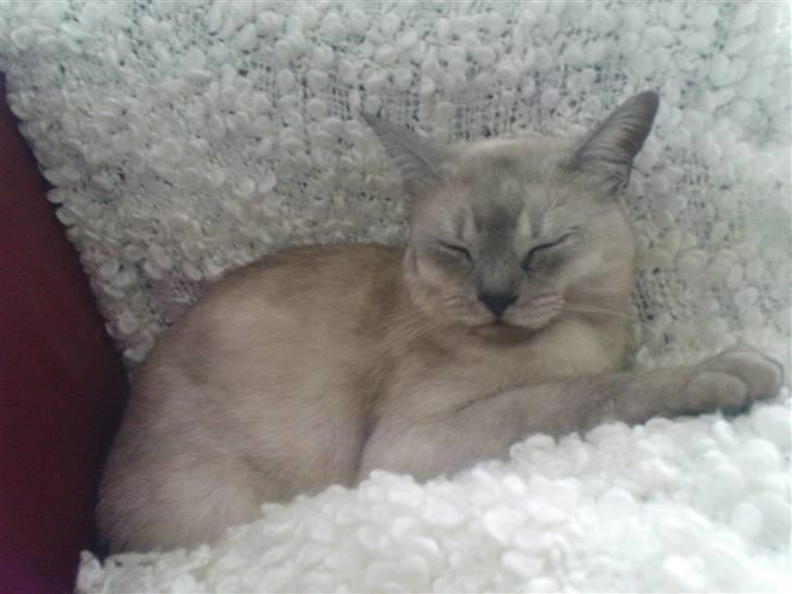 Burmilla Milo - Jeg nupper sofaen, så kan du tage gulvet ;) billede 3