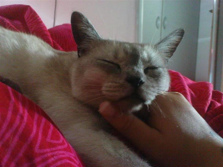 Burmilla Milo - Jeg elsker at ligge i sengen.. billede 4