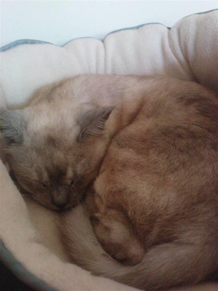 Burmilla Milo - Zzzzz.. billede 5